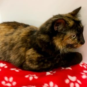 Picture of Taffy