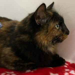 Picture of Taffy