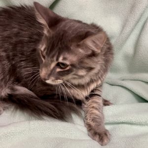Picture of Toffee