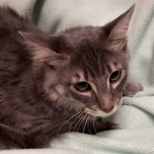 Picture of Toffee