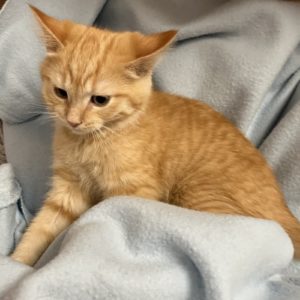Picture of Viktor