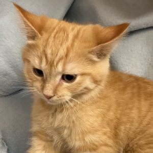 Picture of Viktor