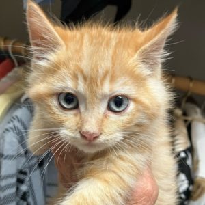 Picture of Viktor