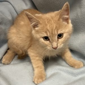 Picture of Vinnie