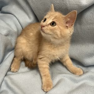 Picture of Vinnie
