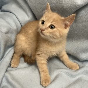 Picture of Vinnie