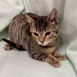 Picture of Apache