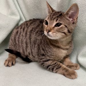 Picture of Apache
