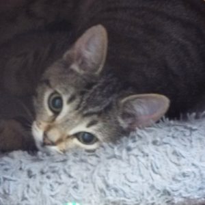 Picture of Apache