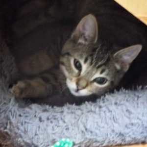 Picture of Apache
