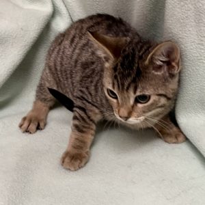 Picture of Apache