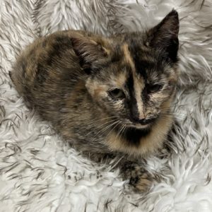 Picture of Aspen