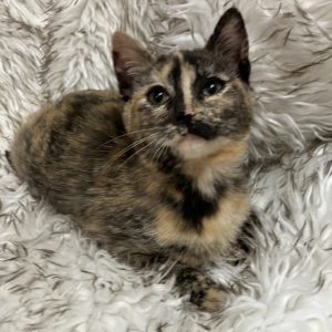 Picture of Aspen