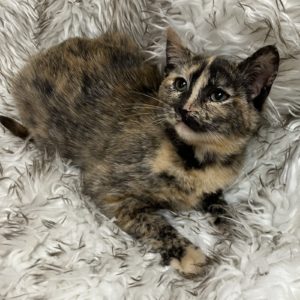 Picture of Aspen