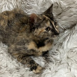 Picture of Aspen