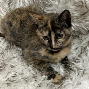 Picture of Aspen
