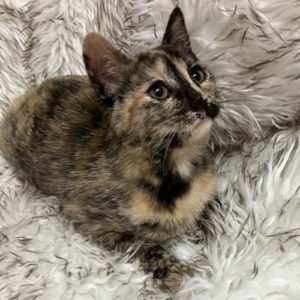 Picture of Aspen