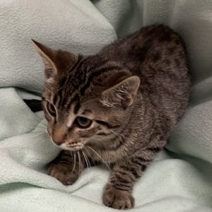 Picture of Baileys