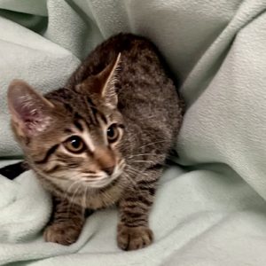 Picture of Baileys