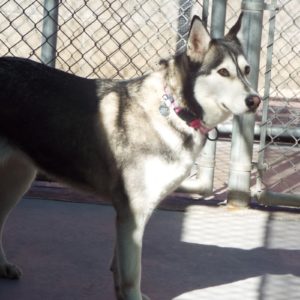 Picture of Bandit