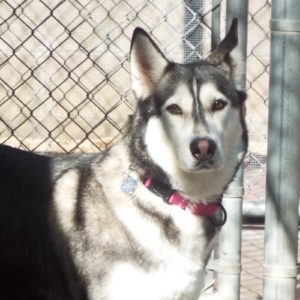 Picture of Bandit