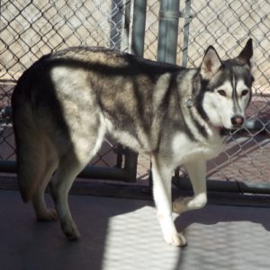 Picture of Bandit