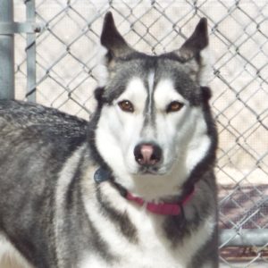 Picture of Bandit