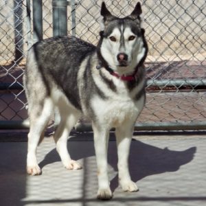 Picture of Bandit