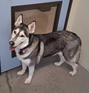 Picture of Bandit