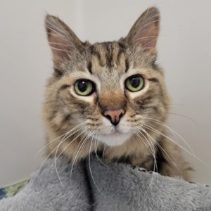 Picture of Bentley