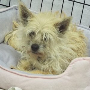 Picture of Brandy