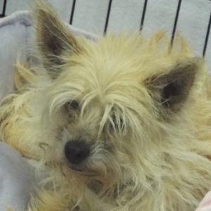 Picture of Brandy