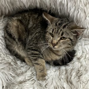 Picture of Cadbury