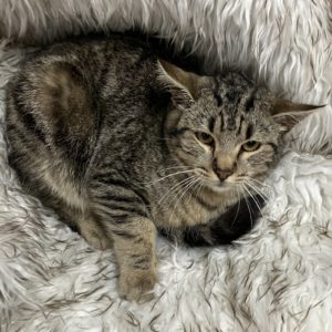 Picture of Cadbury
