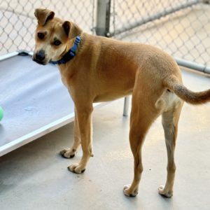 Picture of Charlie Boy