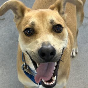 Picture of Charlie Boy