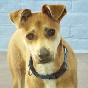 Picture of Charlie Boy