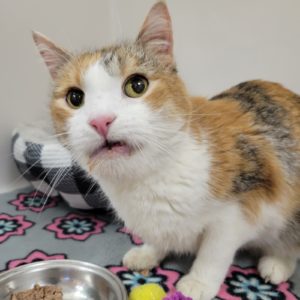 Picture of Chiquita (R.B.)