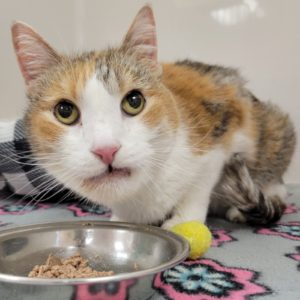 Picture of Chiquita (R.B.)