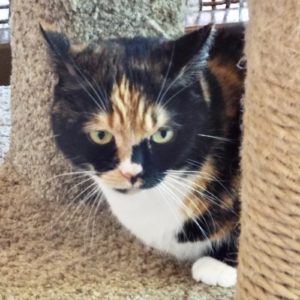 Picture of Cleo