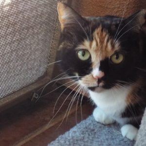 Picture of Cleo