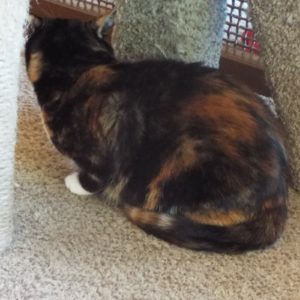 Picture of Cleo