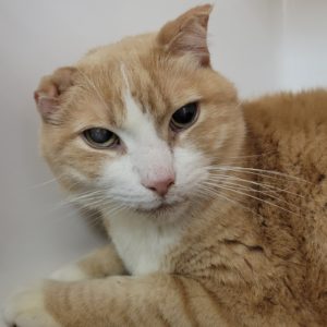 Picture of Dennis (R.B.)