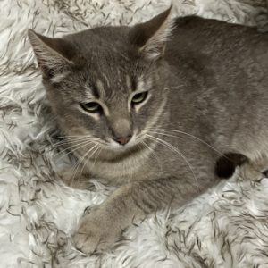 Picture of Godiva