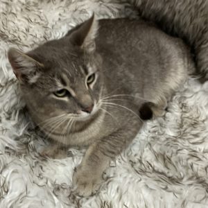 Picture of Godiva