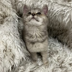 Picture of Lindt