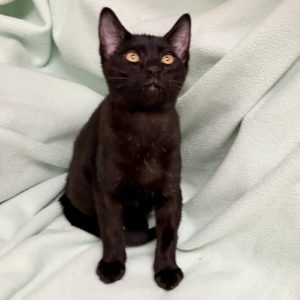 Picture of Milkshake