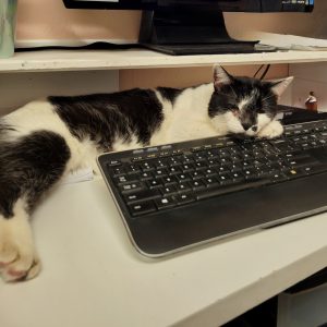 Picture of Murphy