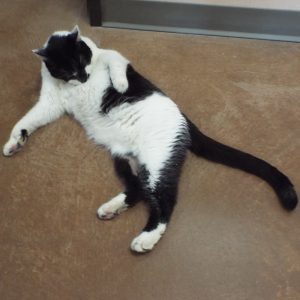 Picture of Murphy