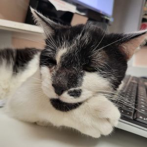 Picture of Murphy